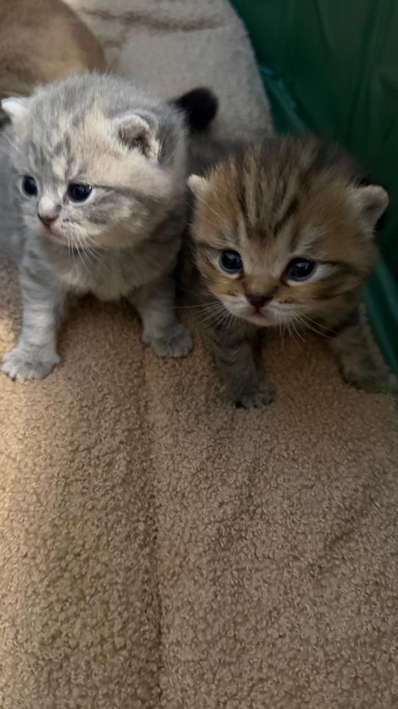 Brits korthaar kittens, Dieren en Toebehoren, Meerdere dieren, Gechipt, 0 tot 2 jaar