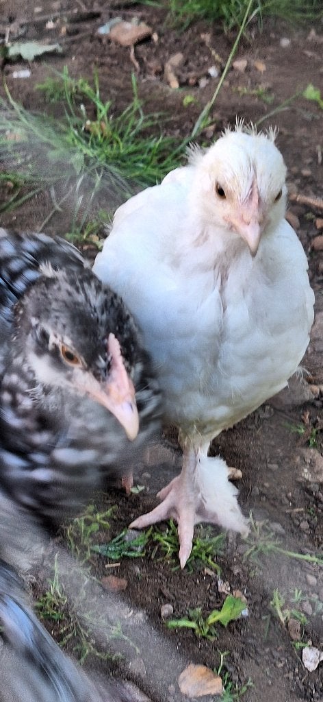 Mechelse hoen/koekoek, Dieren en Toebehoren