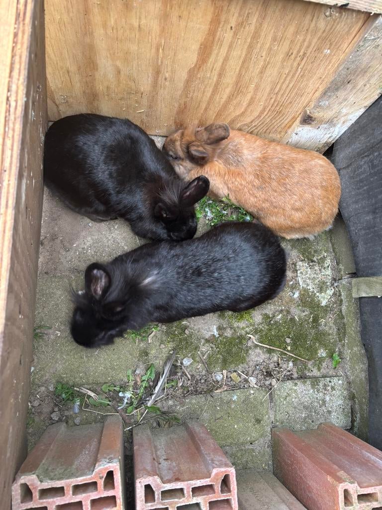 Vrouwelijke dwergkonijnen (voedsters), Dieren en Toebehoren, Konijnen, Vrouwelijk