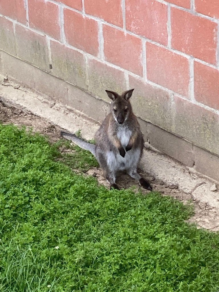 wallaby jongen man, Janvier, Mâle
