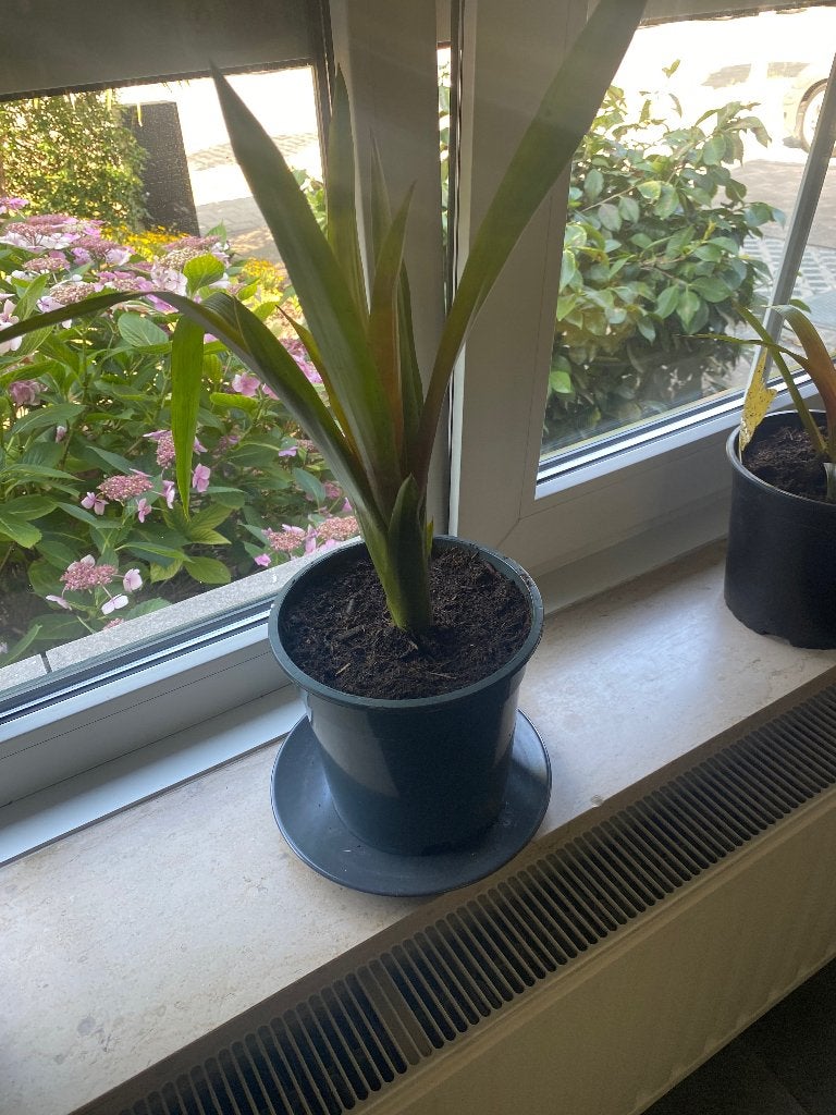 Bromelia plant, Maison & Meubles, Plantes d'intérieur, Plante à fleurs, Enlèvement