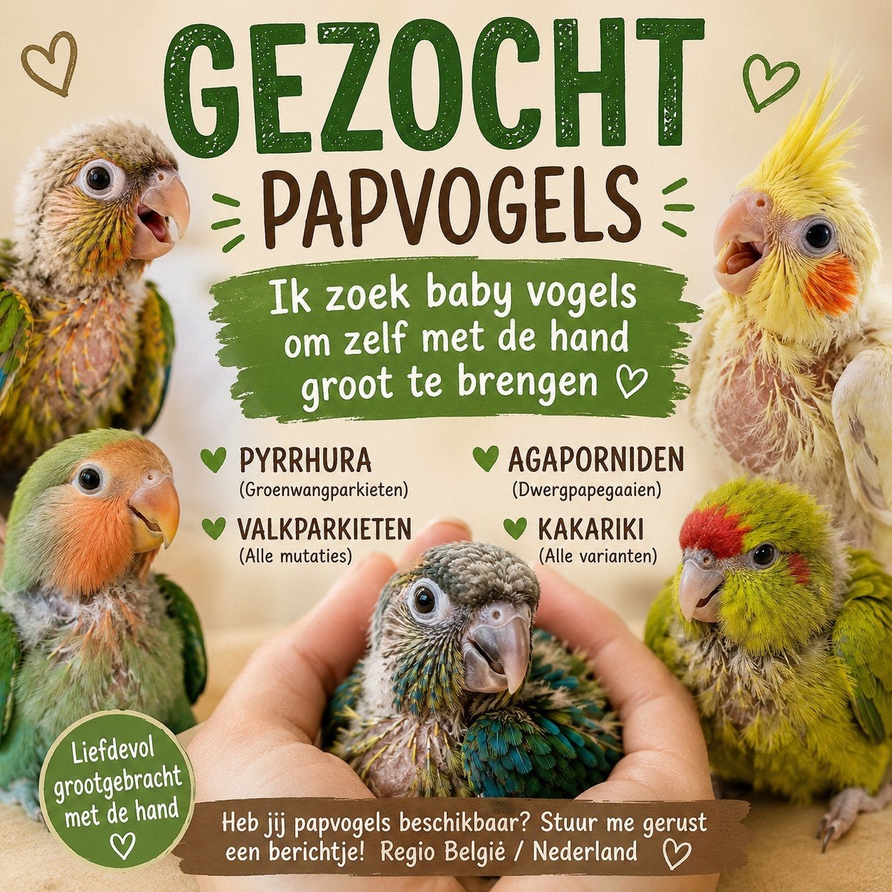 GEZOCHT: Papvogels / Baby vogels om met de hand groot te bre, Dieren en Toebehoren, Vogels | Parkieten en Papegaaien