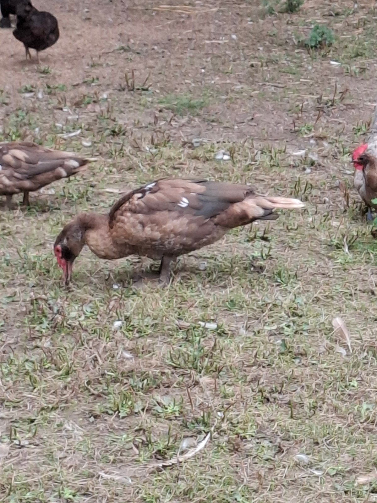 barberie, Mâle, Canard