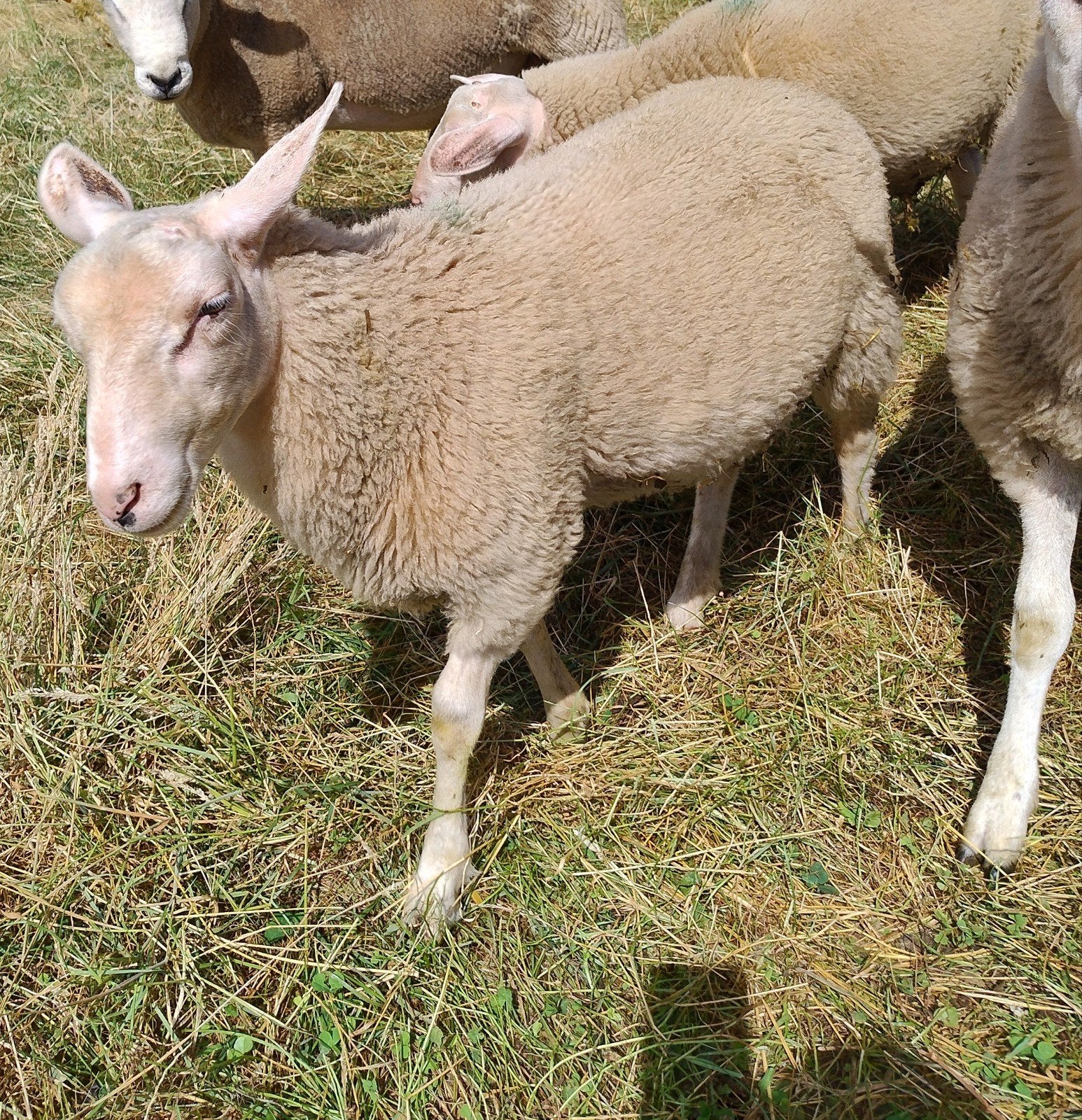Twee ramlammeren, samen 300 euro, Dieren en Toebehoren, Mannelijk, Schaap, 0 tot 2 jaar