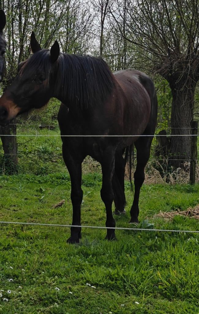 Brave 7 jarige ruin, Met stamboom, Ruin, Zadelmak, 7 tot 10 jaar