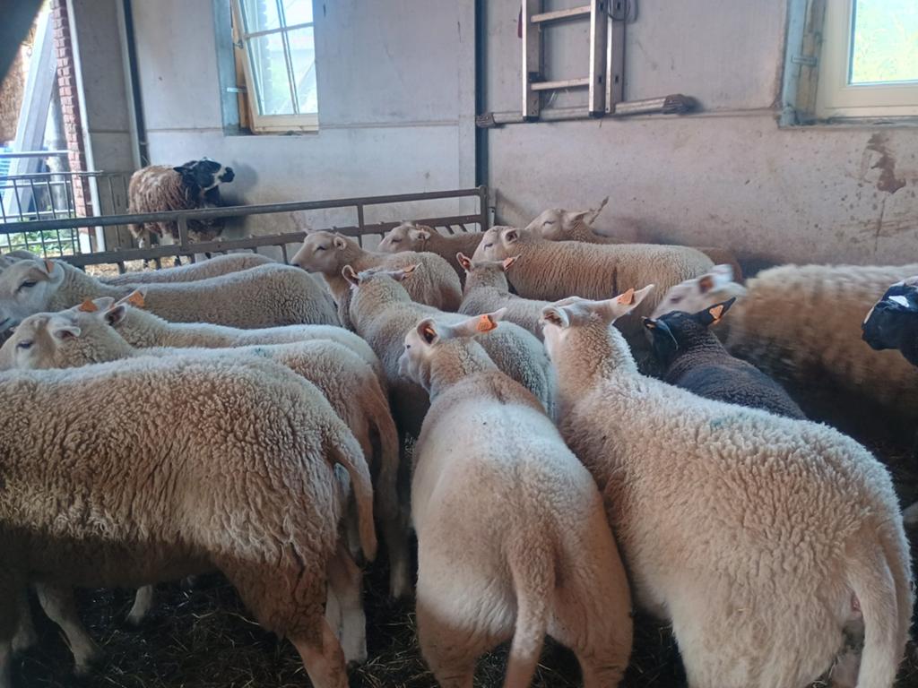 Grand choix des moutons pour la fête de l'Aïd, Animaux & Accessoires