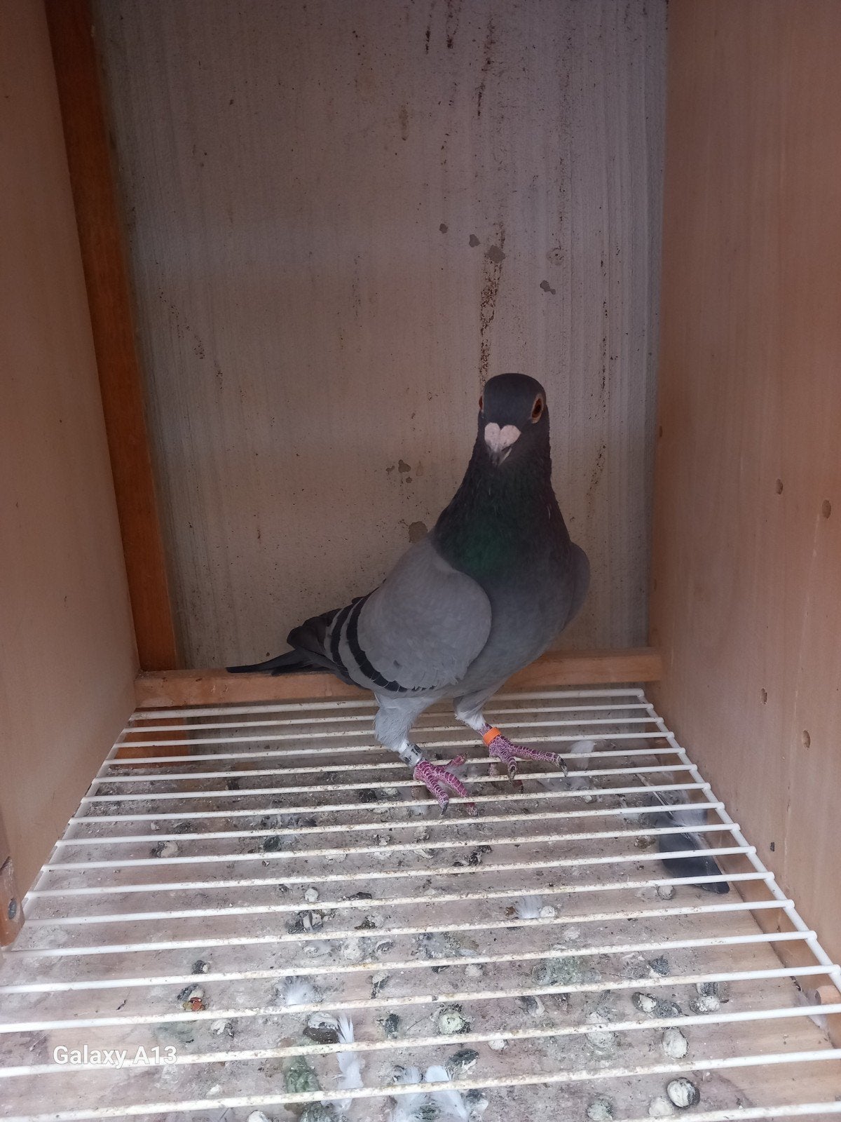 van der linde pigeons vitesse duiver met pedigre, Animaux & Accessoires, Mâle, Pigeon voyageur