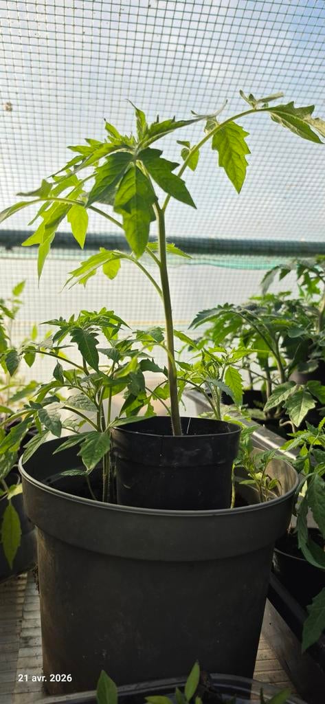 Plants de Tomates, Ophalen