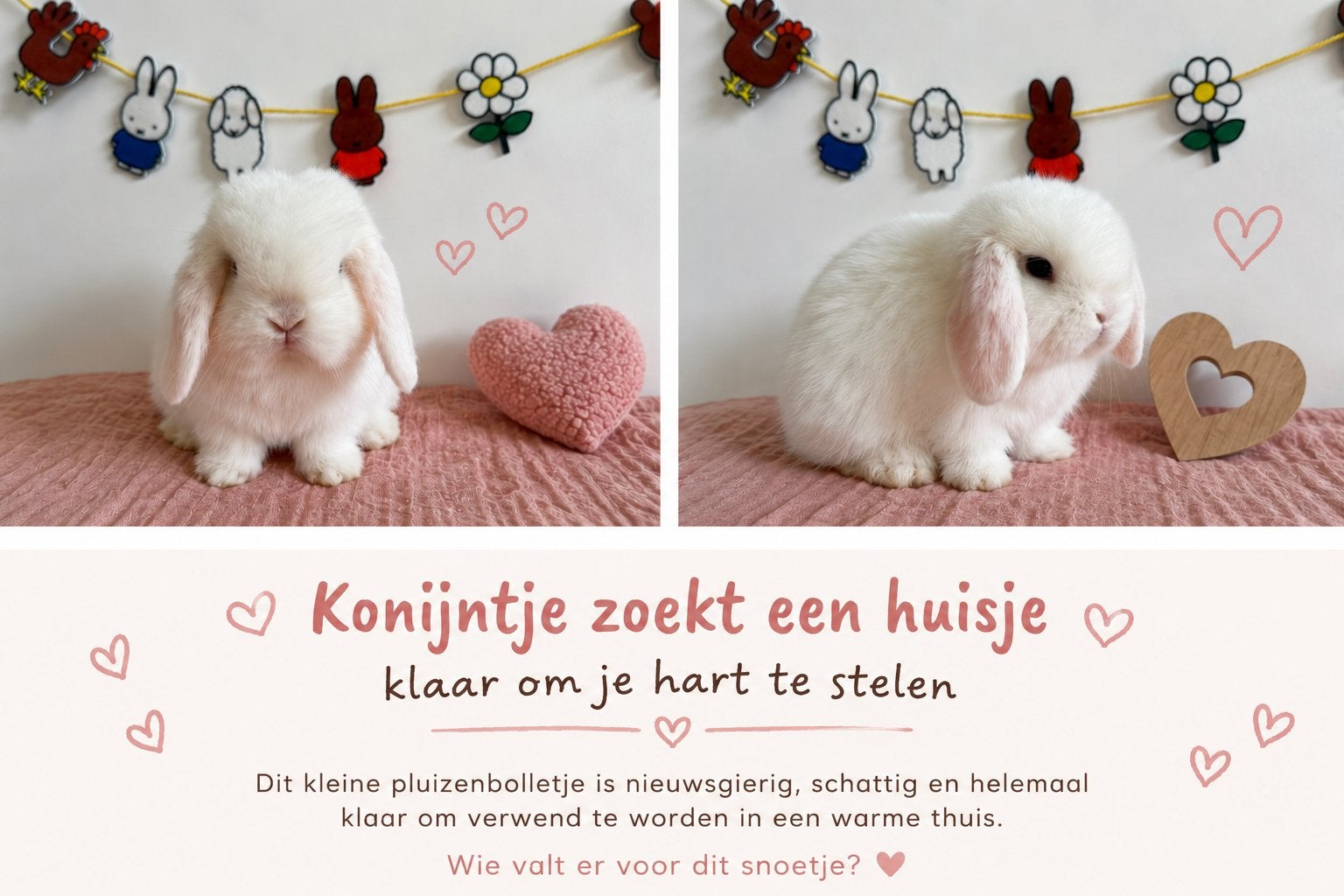 Minilop rammetje te reserveren, Mannelijk, Dwerg, Hangoor, 0 tot 2 jaar