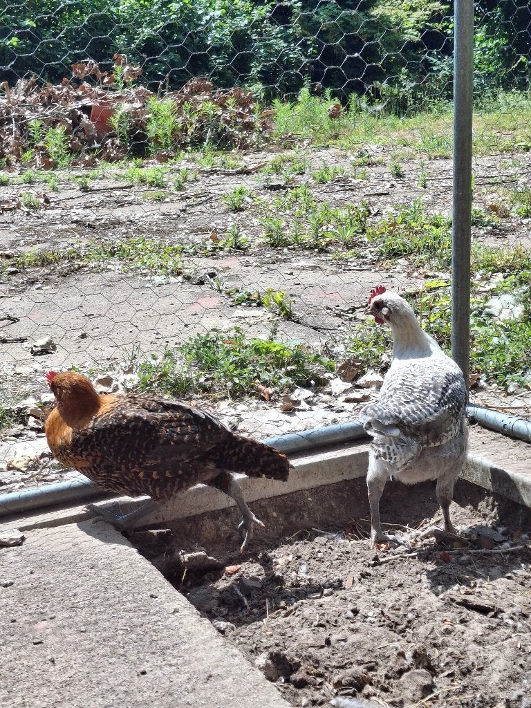 3 haantjes - braekel (goede gezondheid), Animaux & Accessoires, Oiseaux | Oiseaux Autre, Mâle