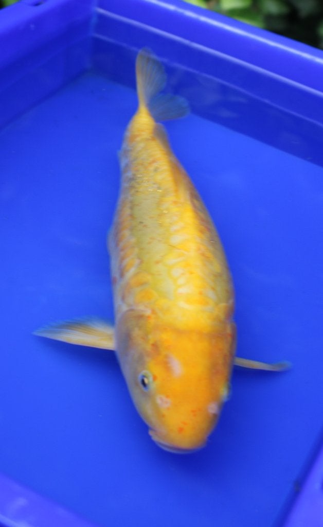 koï karachigoi, Animaux & Accessoires, Poissons | Poissons d'étang, Carpe ou Koï