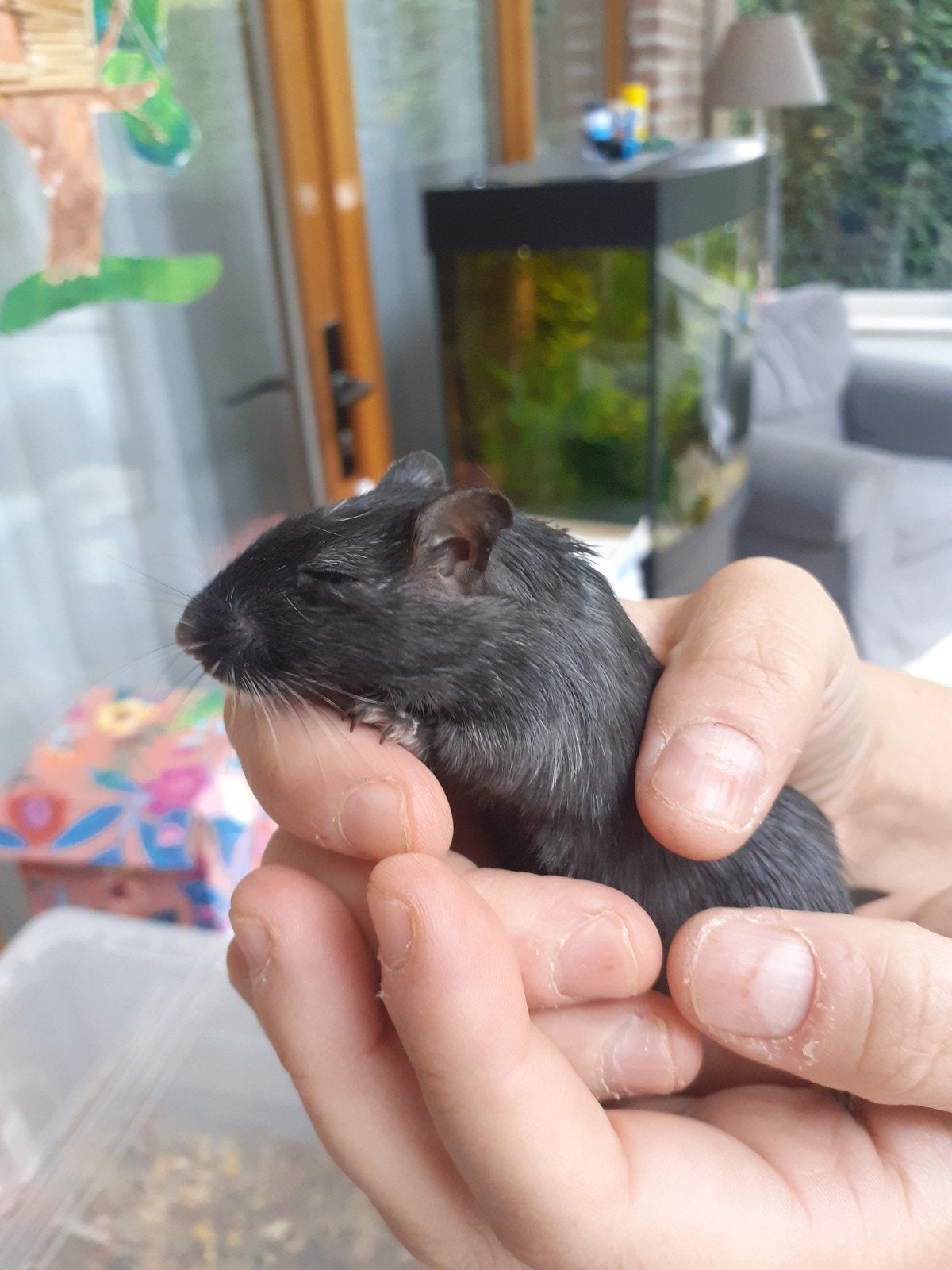 Gerbil, Animaux & Accessoires, Reptiles & Amphibiens