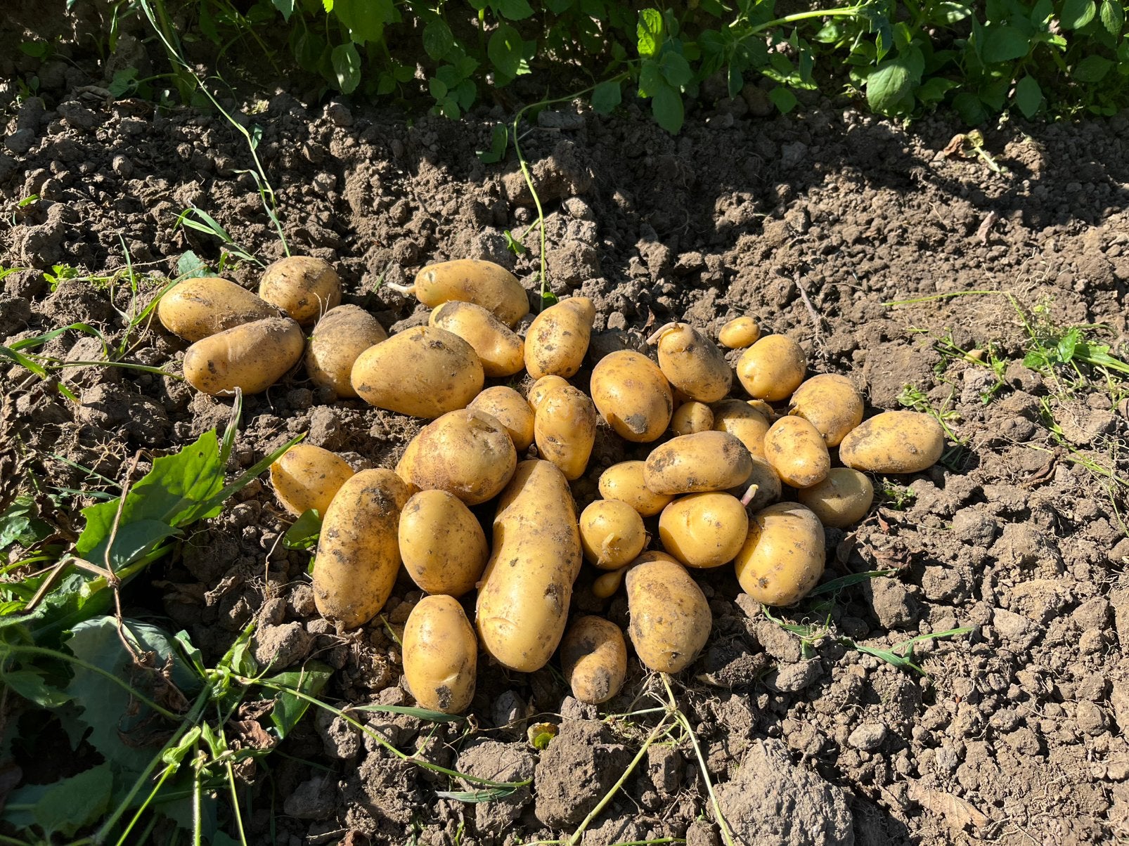Nieuwe aardappellen, Ophalen