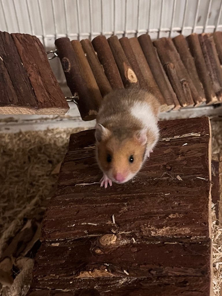 16/9 Laatste super lieve, tamme goudhamsters, Dieren en Toebehoren, Hamster, Meerdere dieren, Tam, September