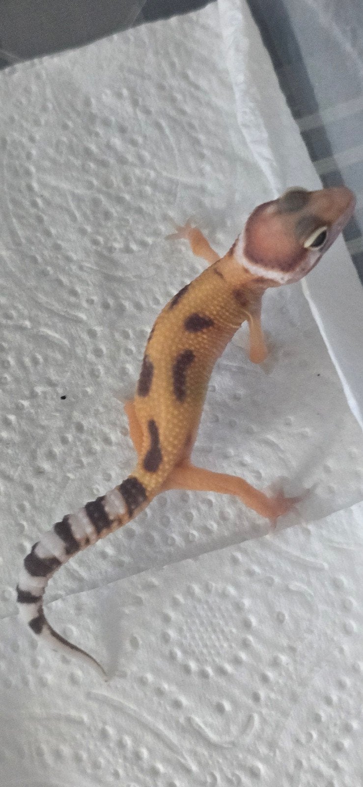 luipaardgekko 0 0.1, Dieren en Toebehoren