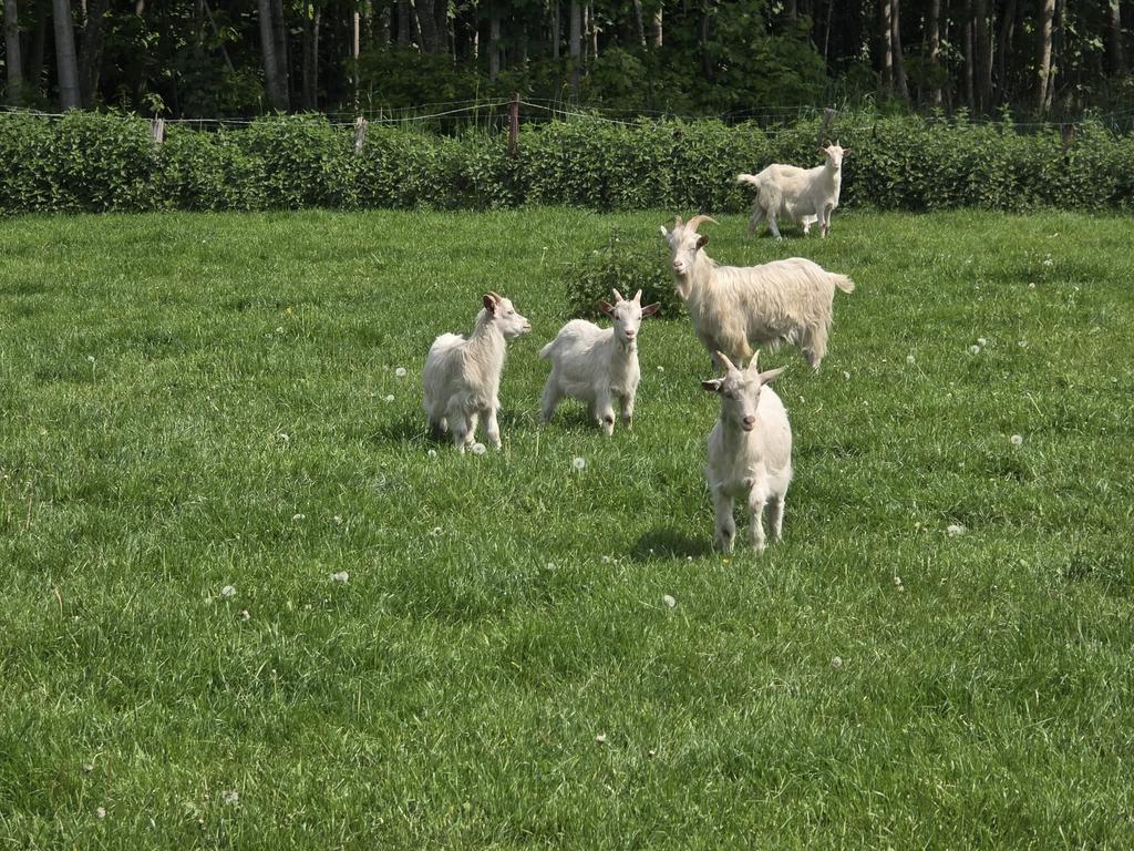 Kempense geit, Dieren en Toebehoren, Geit