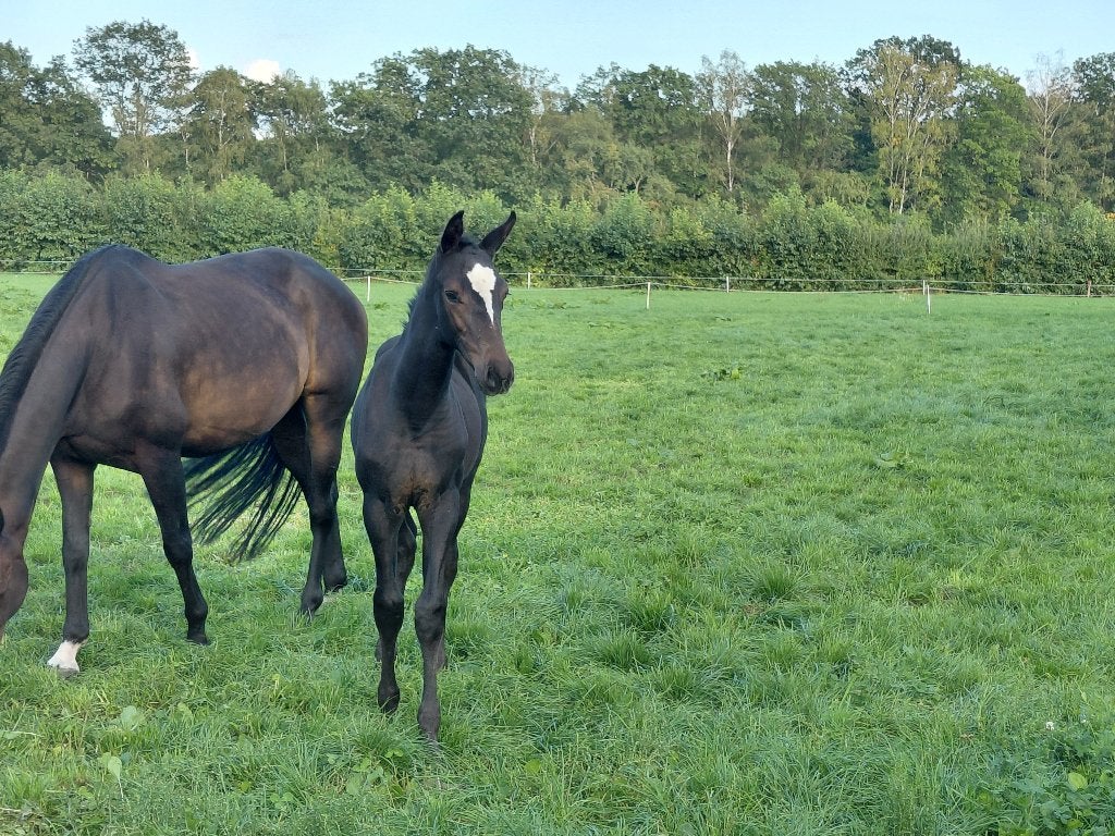 Hengstveulen, Avec pedigree, Étalon, 0 à 2 ans, Non dressé