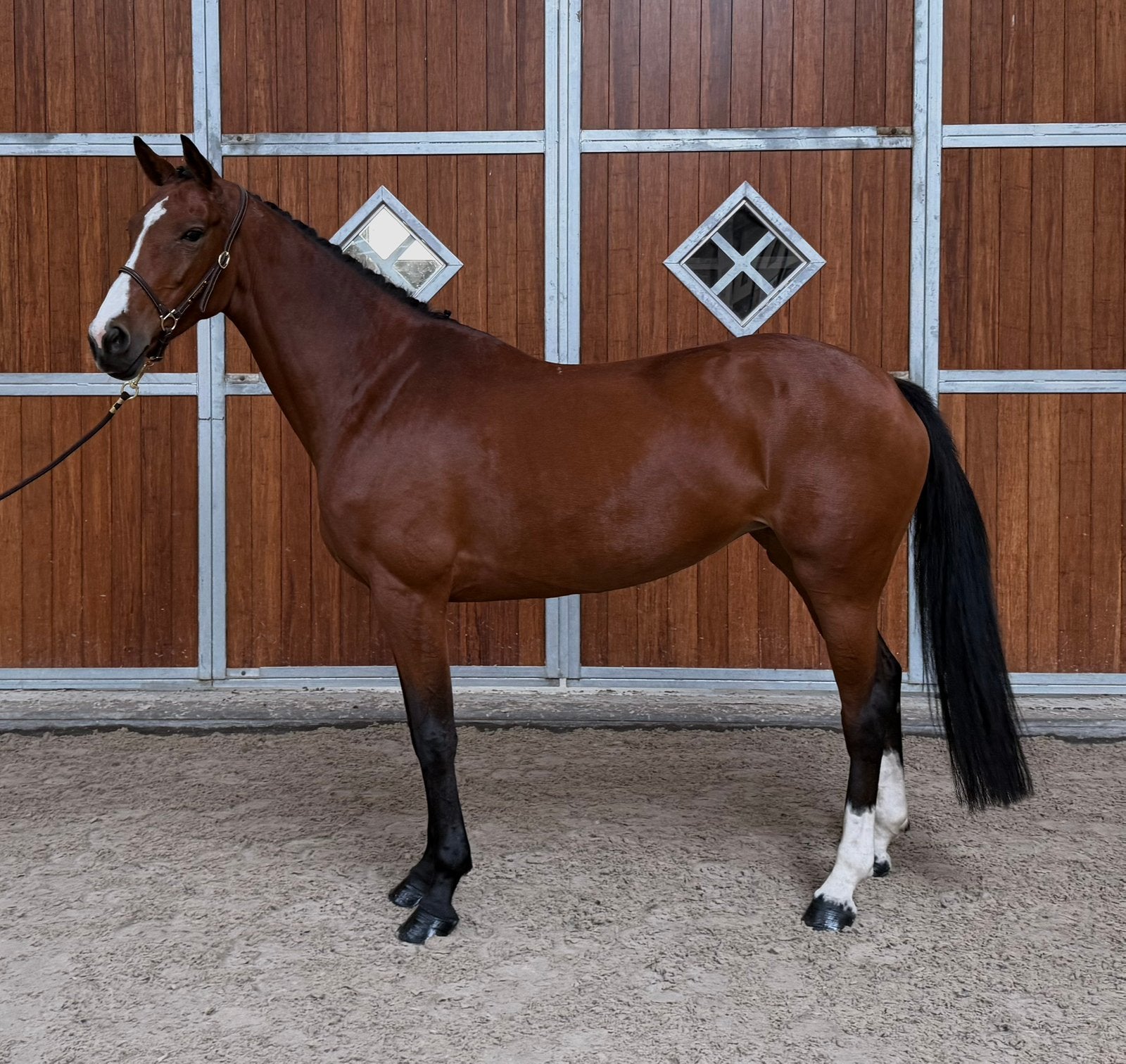 7-jarige lieve talentvolle merrie, Dieren en Toebehoren, Merrie, Springpaard, Met stamboom, L