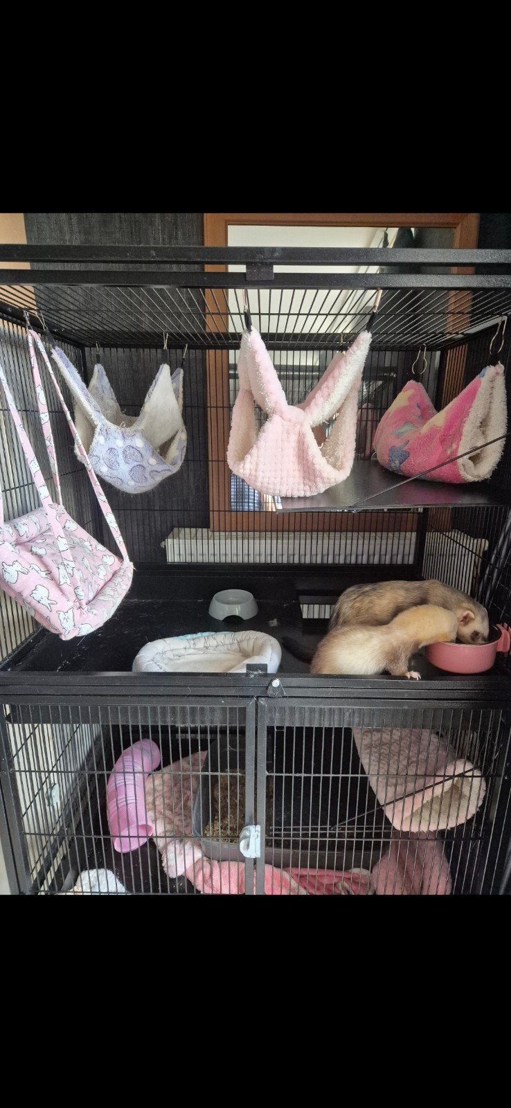 cage de luxe avec deux furets, attelage et vaccination, Animaux & Accessoires, Avril, Plusieurs animaux, Domestique