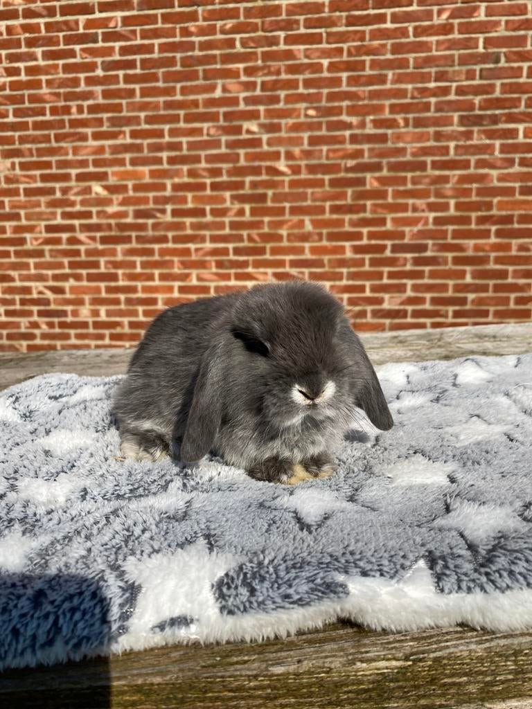 Nhd rammelaar, Dieren en Toebehoren, Konijnen, Mannelijk, Dwerg, Hangoor, 0 tot 2 jaar