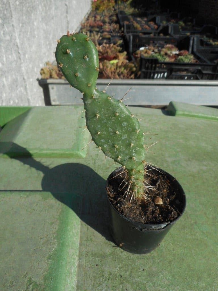 Planten, Tuin en Terras, Ophalen of Verzenden, Vaste plant, Overige soorten, Volle zon