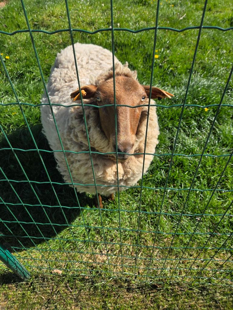 Schaap te koop ( ooi), Dieren en Toebehoren, Schaap