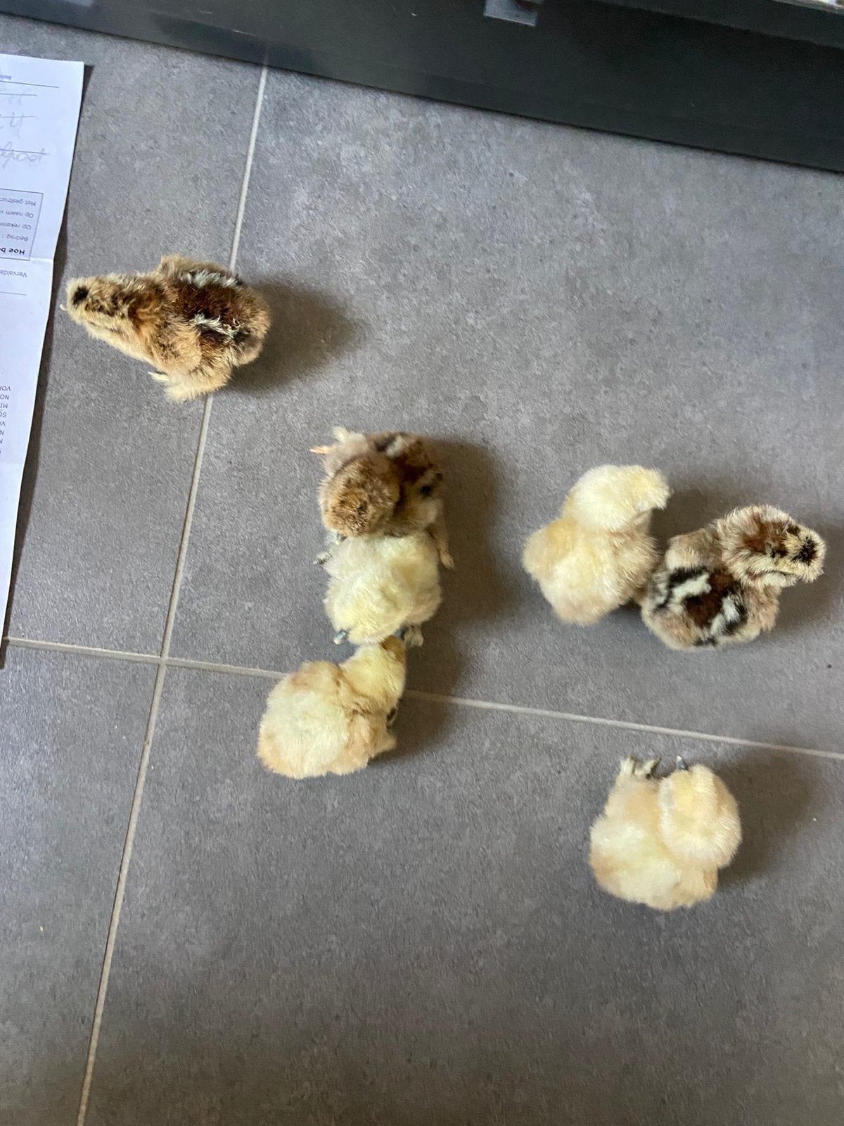 Zijdehoen kuikens, Dieren en Toebehoren