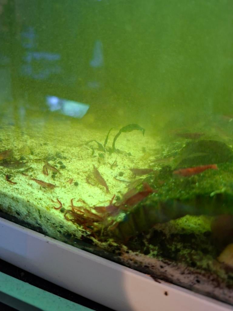 Bloody Marie neocardina garnalen te koop, Dieren en Toebehoren, Kreeft, Krab of Garnaal, Zoetwatervis, Schoolvis