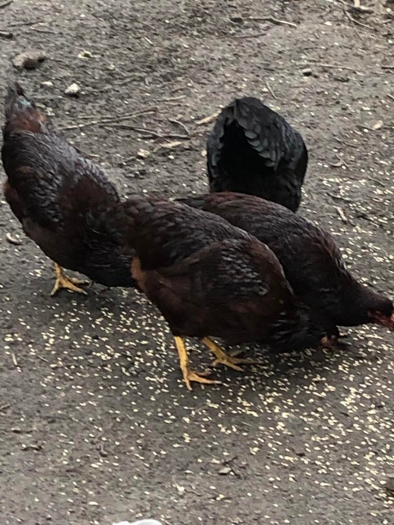 Red island kuikens, Dieren en Toebehoren, Pluimvee