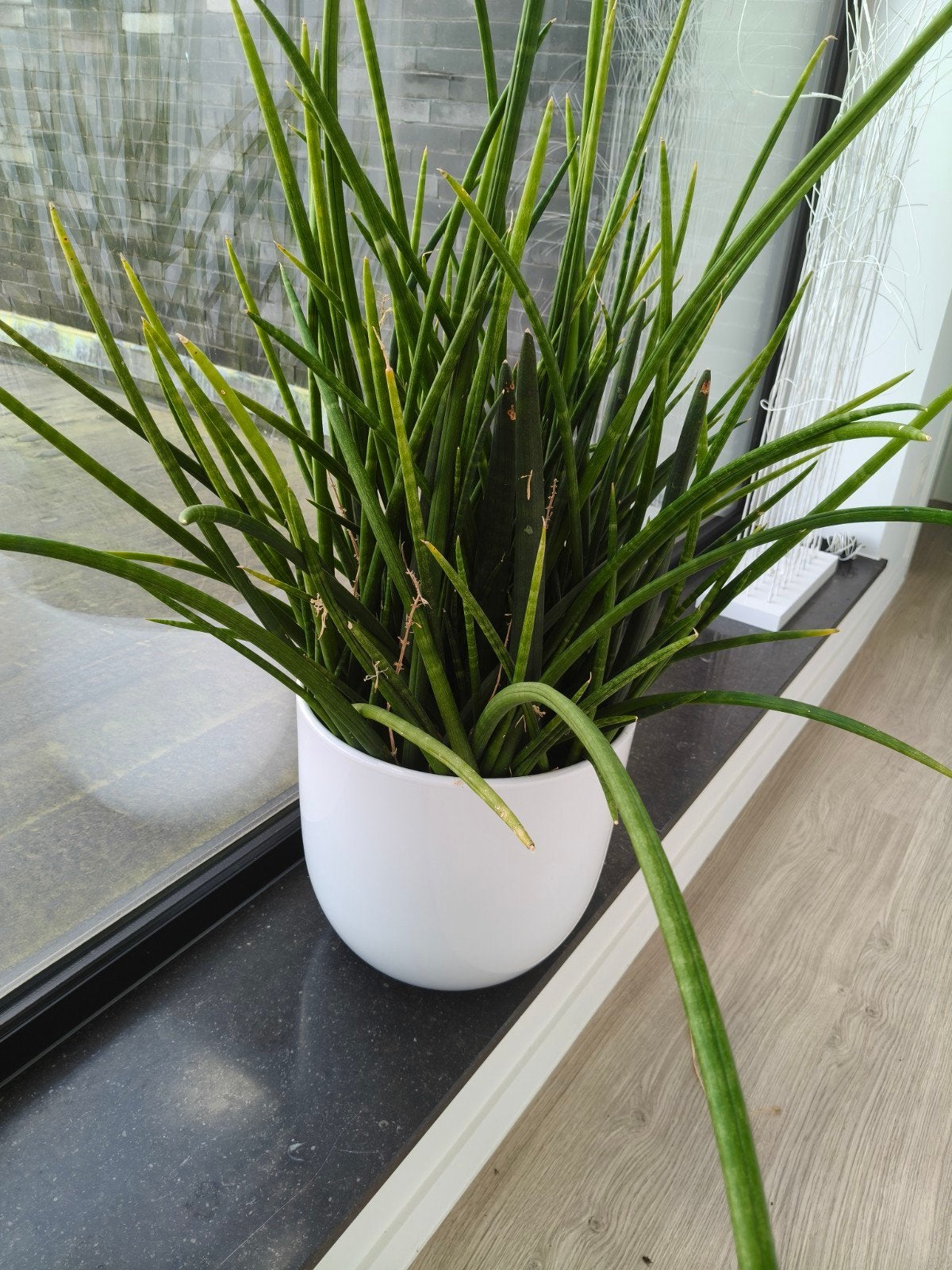 grote plant met pot, Tuin en Terras, Ophalen