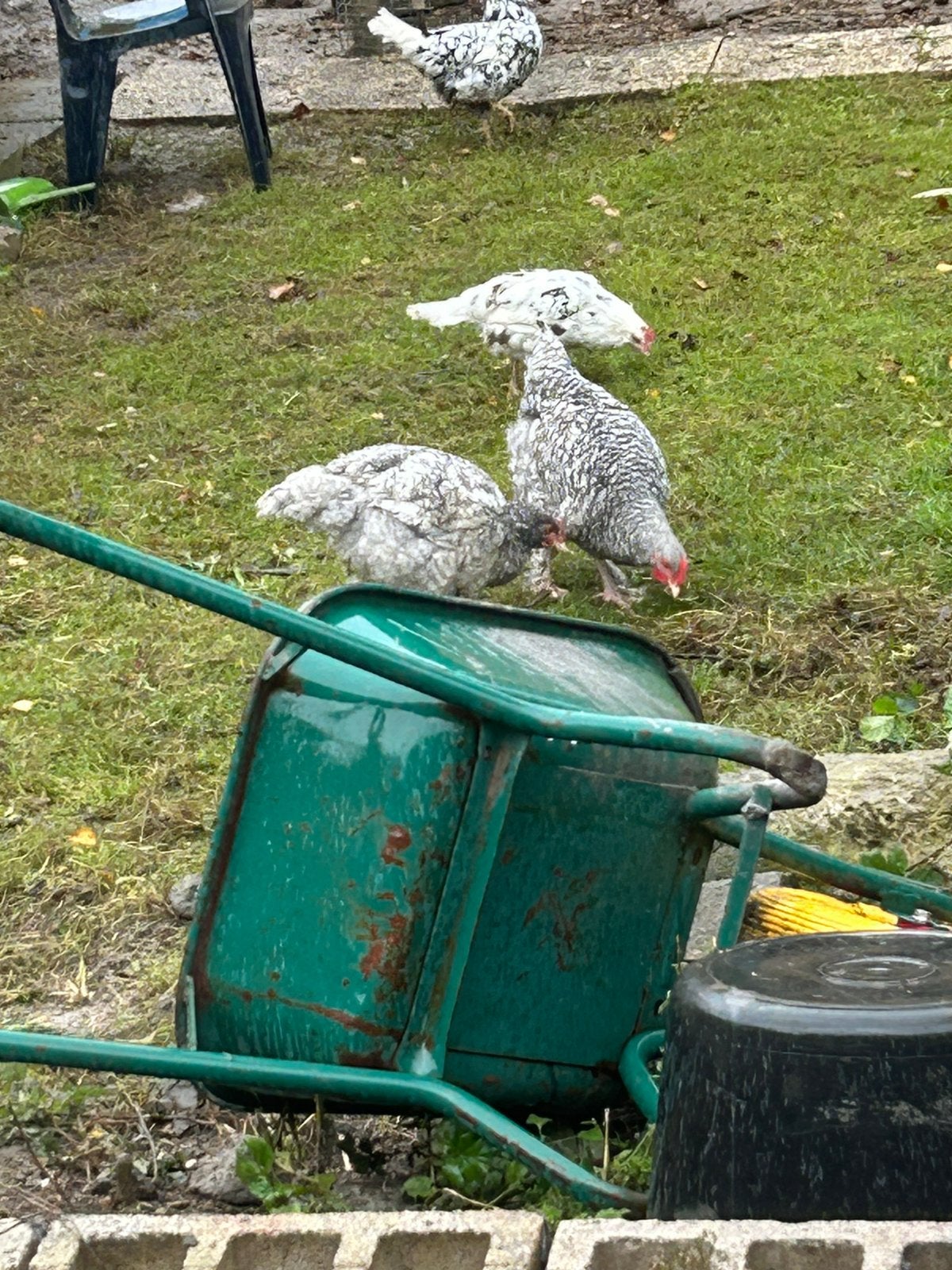 2 jonge Mechelse koekoek hanen, Dieren en Toebehoren, Mannelijk, Kip