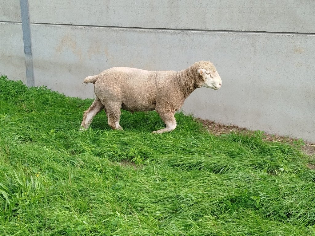 Ile de France dekram, Mâle, Mouton, 3 à 5 ans