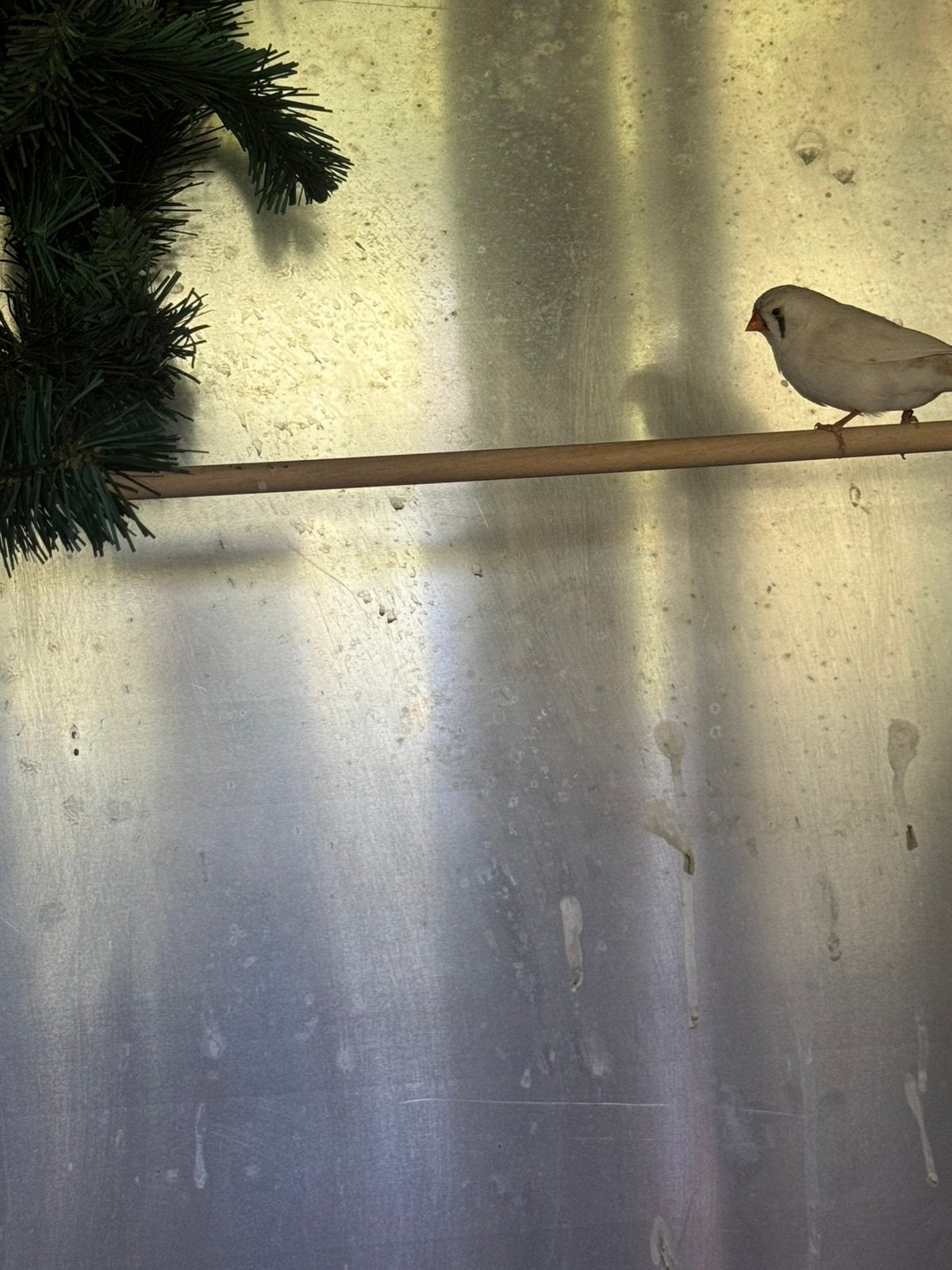 Zebravink pop, Vrouwelijk, Tropenvogel, Geringd