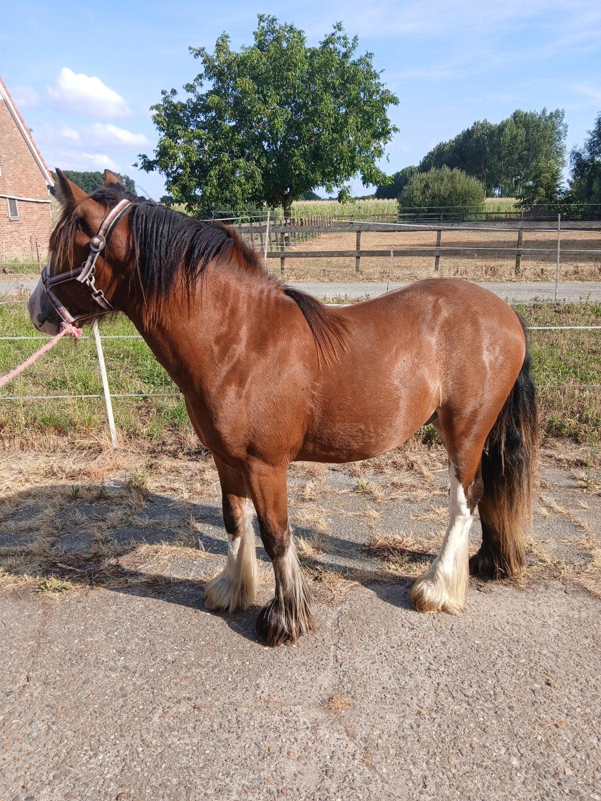 irisch cob hengst, Étalon, Poney D (1.37 m à 1.48m), Avec pedigree, 0 à 2 ans
