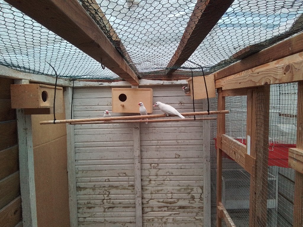 Koppels Rijstvogels wit, Dieren en Toebehoren, Vogels | Overige Vogels, Meerdere dieren, Tropenvogel