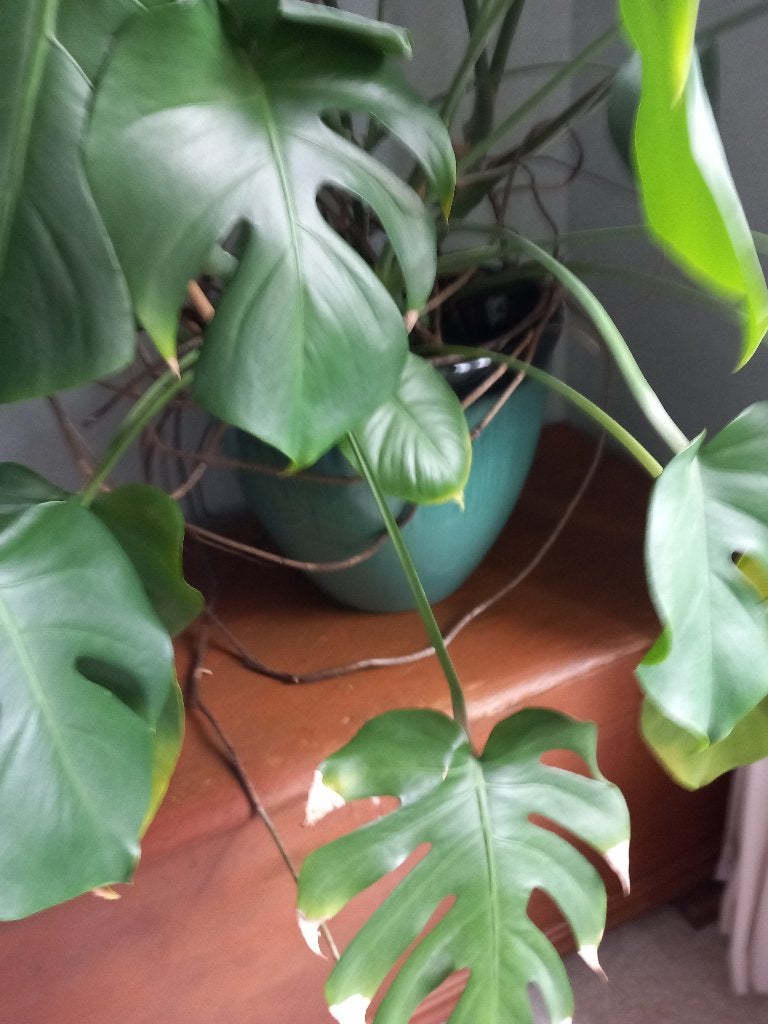 monstera, Huis en Inrichting, Kamerplanten, Ophalen