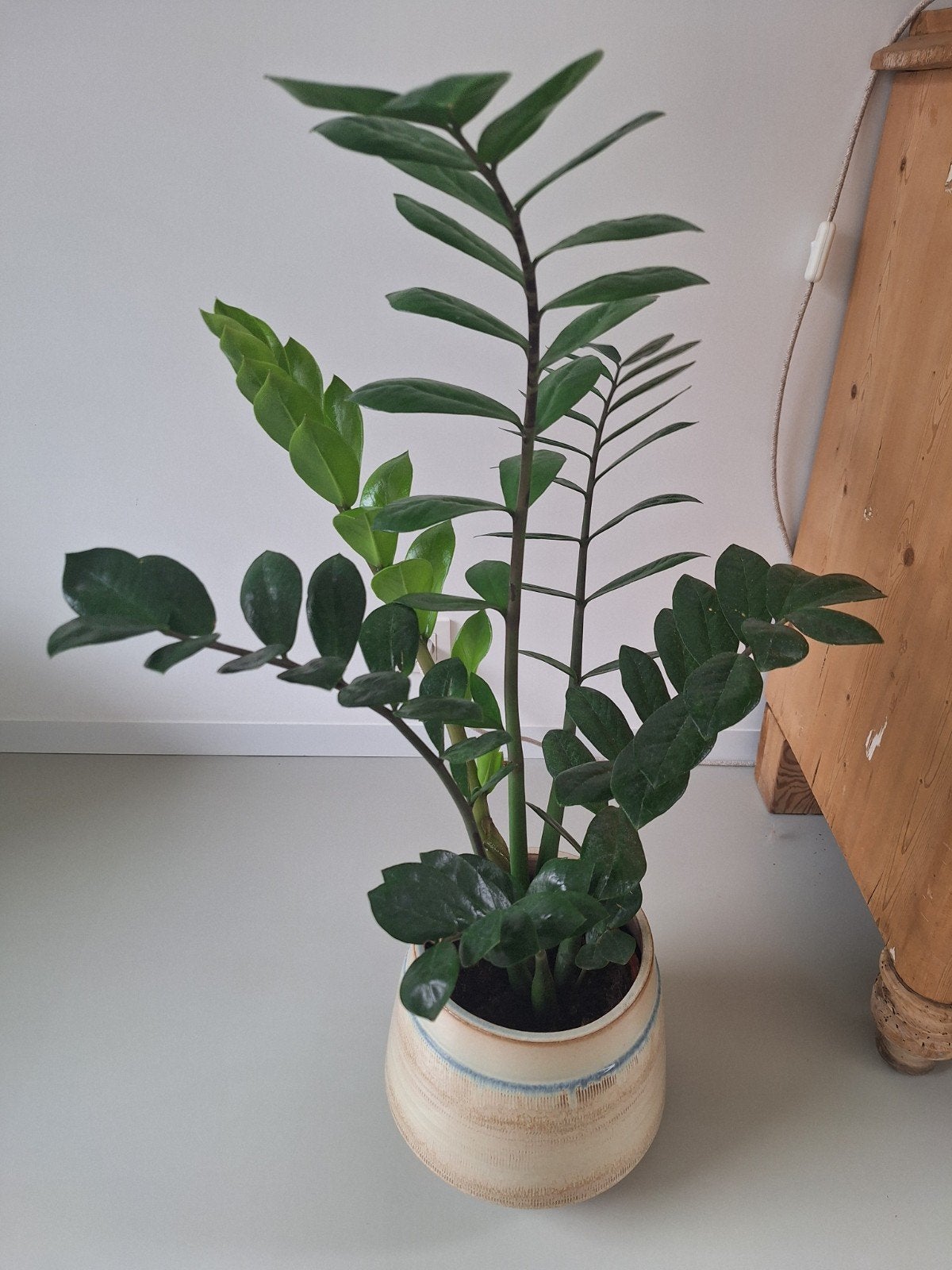 Plante d'intérieur Zamioculcas, Enlèvement