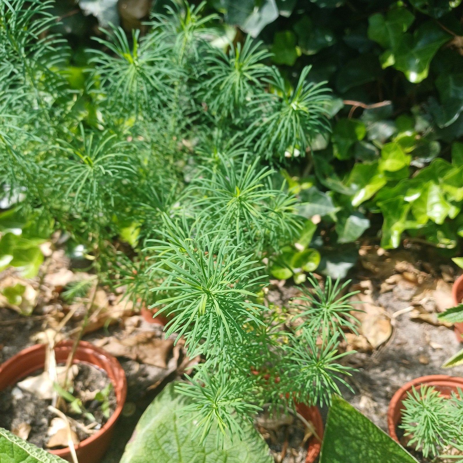 Wolfsmelk/ euphorbia, Tuin en Terras, Planten | Tuinplanten, Ophalen