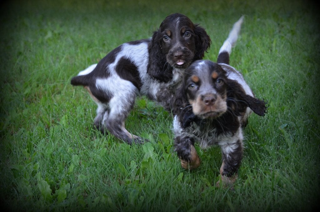 Chiots Cocker Spaniel anglais, Animaux & Accessoires, Chien (mâle), Maladie de Carré (chiens), Belgique, Plusieurs