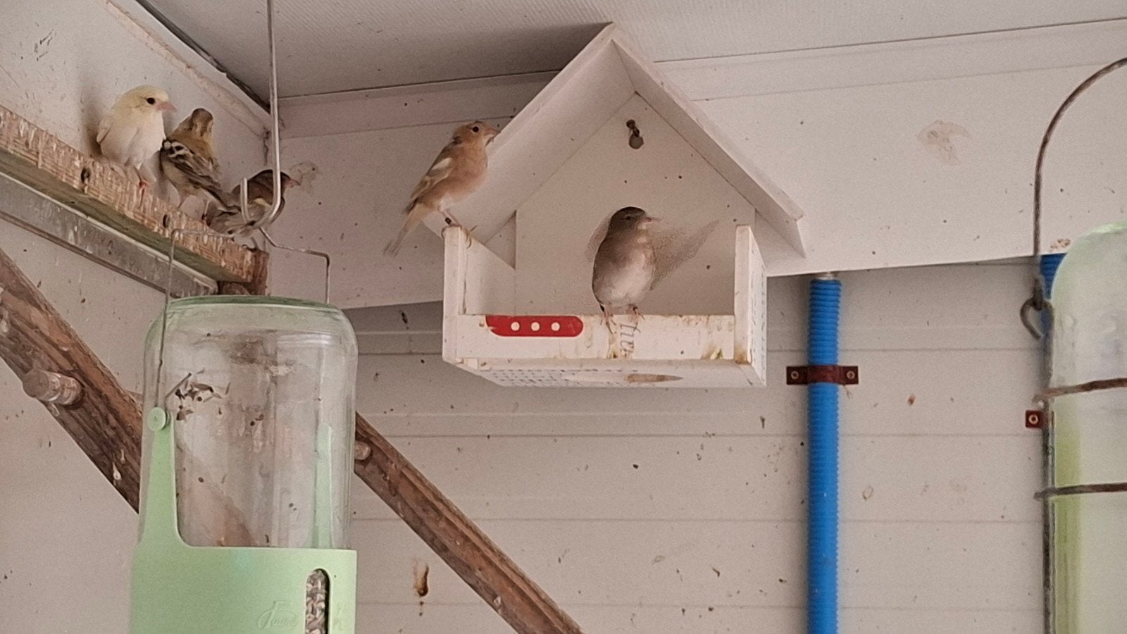 Vinkenpoppen wildkleur en mutaties