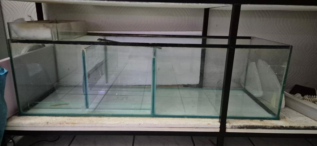Biologiste/SUMP/ décantation, Animaux & Accessoires, Enlèvement