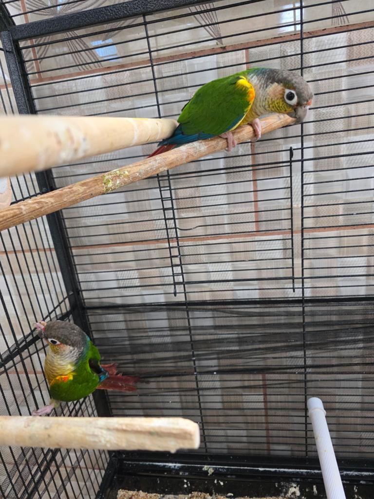 Couple Conure (Pyrrhura molinae)  2024., Animaux & Accessoires