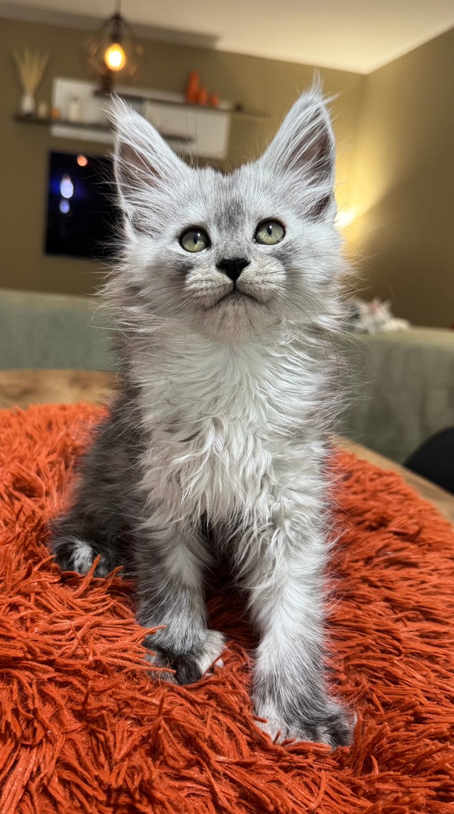 Jolie fille en polydactyle ombragée, Chatte ou Chat, Avec pedigree, 0 à 2 ans