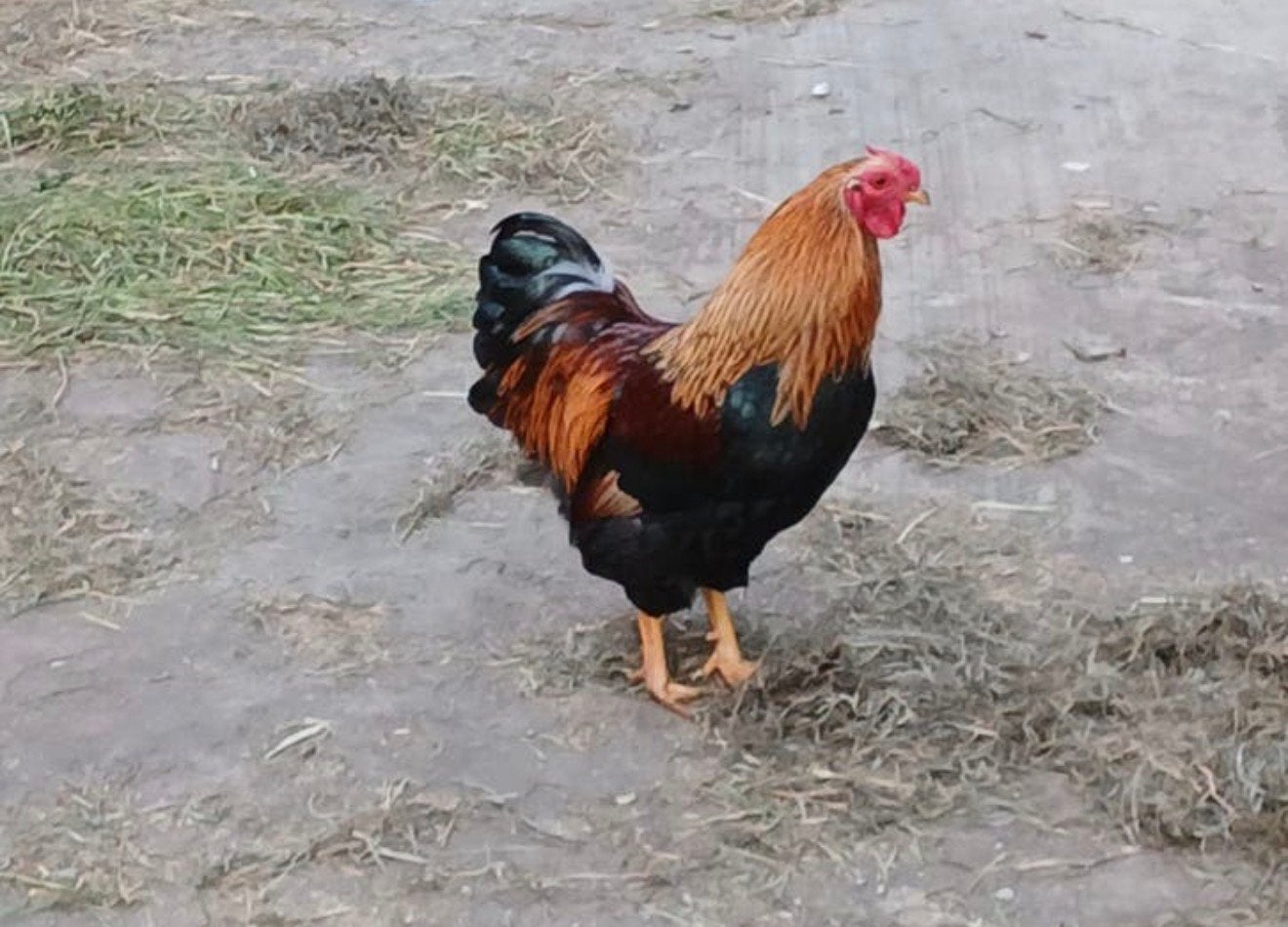 2 gratis hanen, Mâle, Poule ou poulet