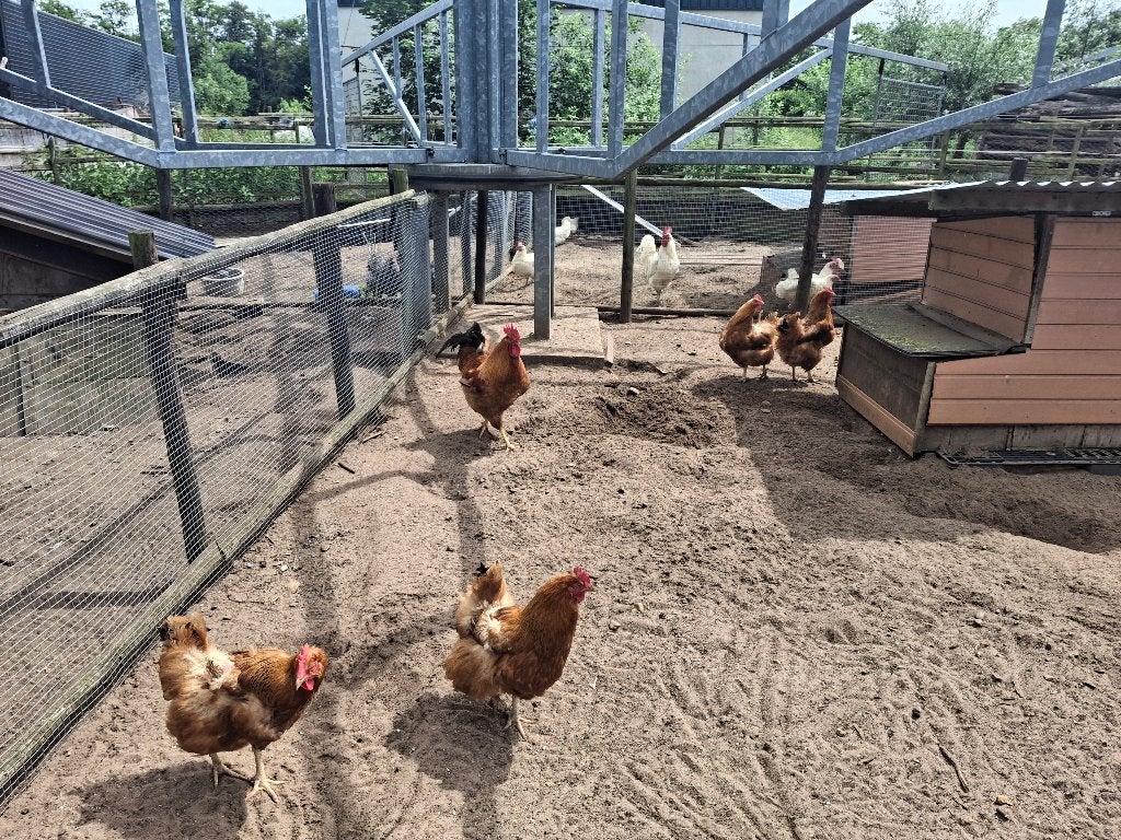 Kippen / eieren te koop, Animaux & Accessoires, Volatiles, Poule ou poulet, Plusieurs animaux