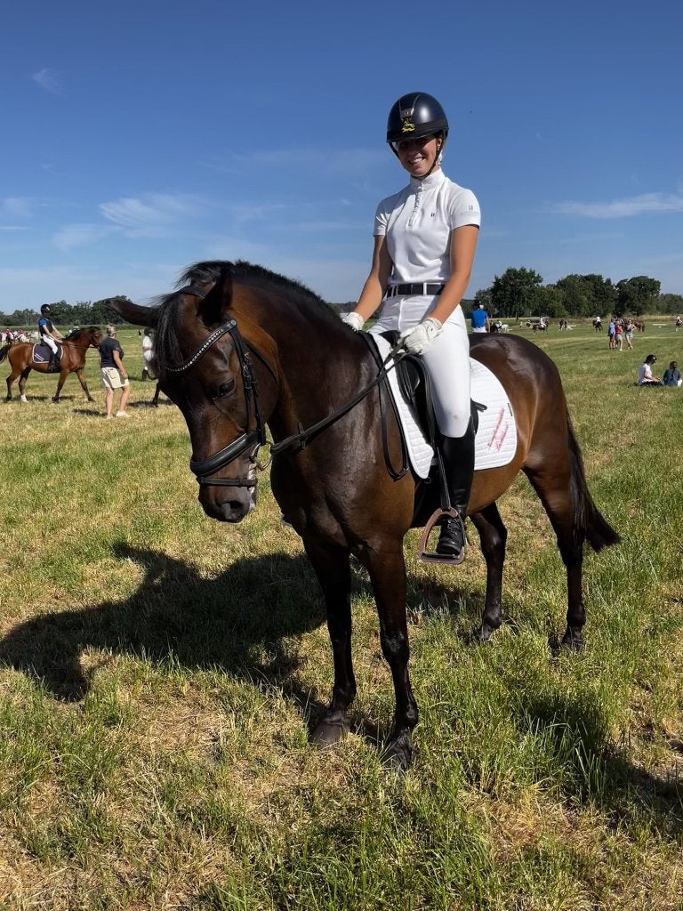 sportpony te koop, Hongre, Z, Poney D (1.37 m à 1.48m), Avec pedigree