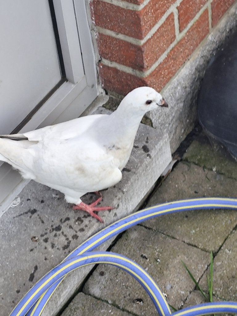 5 duiven, Meerdere dieren, Postduif
