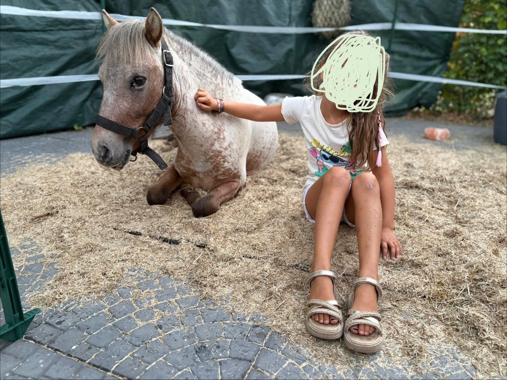 Poney à quelques endroits, Avec puce électronique, Poney A (jusqu'à 1.17 m), Étalon, 0 à 2 ans