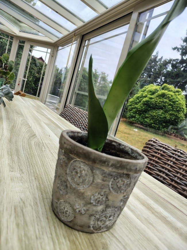 Sanseveria moonshine kamerplanten vrouwentong, Ophalen of Verzenden, Vetplant, In pot, Minder dan 100 cm