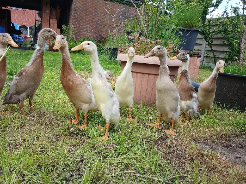 Loopeenden, Mâle, Canard